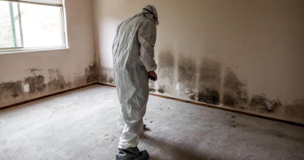 Mold damage cleanup on walls